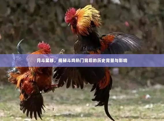 月斗星移之下,斗鸡热背后的历史背景与影响揭秘