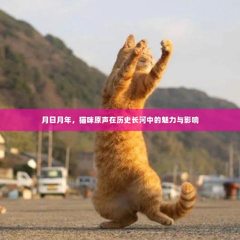 猫咪魅力与影响,穿越历史长河的原声印记