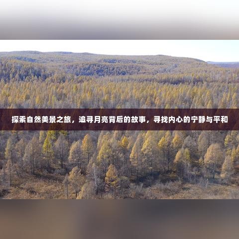 探寻自然奥秘之旅,月下故事与内心宁静的追寻