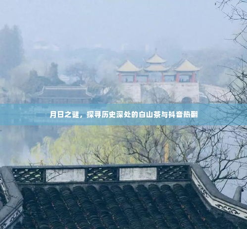 月日之谜,白山茶的历史深处与抖音热潮探索