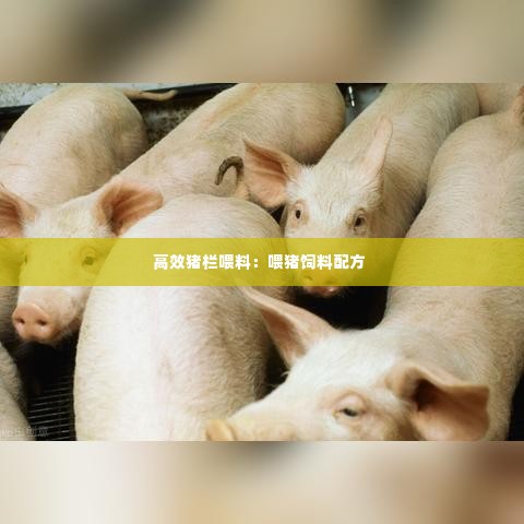 高效猪栏喂料:喂猪饲料配方
