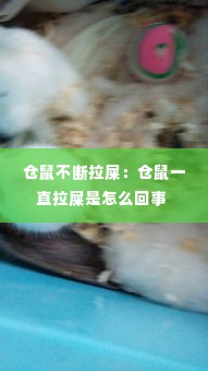 仓鼠不断拉屎:仓鼠一直拉屎是怎么回事