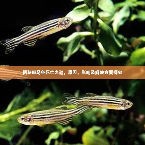 揭秘斑马鱼死亡之谜,原因、影响及解决方案探究