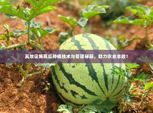 高效设施西瓜种植技术与管理秘籍,助力农业丰收!