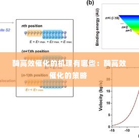 酶高效催化的机理有哪些:酶高效催化的策略