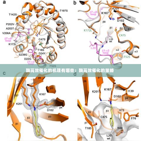 酶高效催化的机理有哪些:酶高效催化的策略