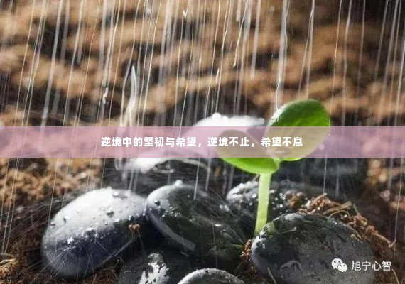 逆境中的坚韧与希望，逆境不止，希望不息