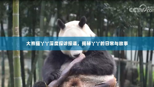 大熊猫丫丫深度探访报道，揭秘丫丫的日常与故事