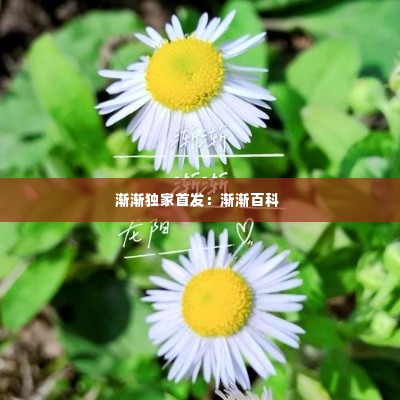 渐渐独家首发:渐渐百科