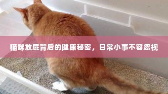 猫咪放屁背后的健康秘密,日常小事不容忽视