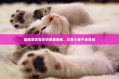 猫咪放屁背后的健康秘密,日常小事不容忽视