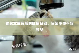 猫咪放屁背后的健康秘密,日常小事不容忽视