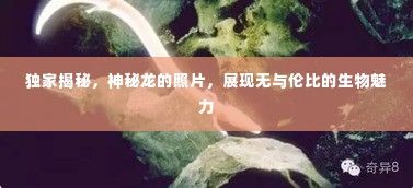 独家揭秘，神秘龙的照片，展现无与伦比的生物魅力