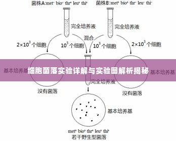 细胞菌落实验详解与实验图解析揭秘