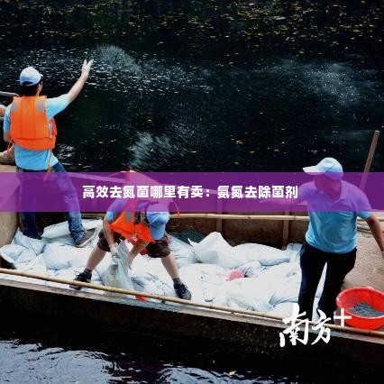 高效去氮菌哪里有卖：氨氮去除菌剂 