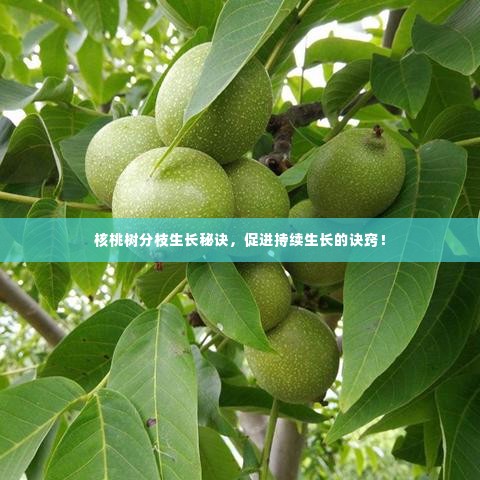 核桃树分枝生长秘诀,促进持续生长的诀窍!
