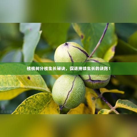 核桃树分枝生长秘诀,促进持续生长的诀窍!