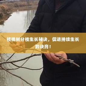 核桃树分枝生长秘诀,促进持续生长的诀窍!