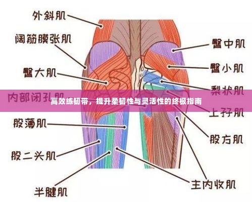 高效练韧带,提升柔韧性与灵活性的终极指南
