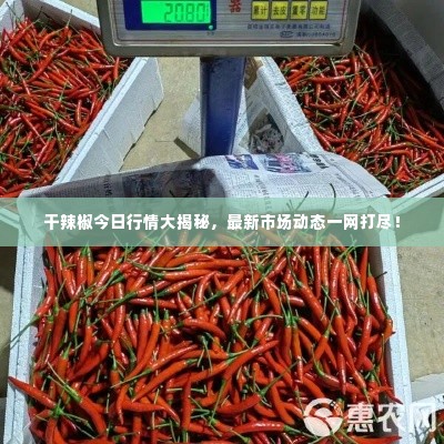 干辣椒今日行情大揭秘,最新市场动态一网打尽!