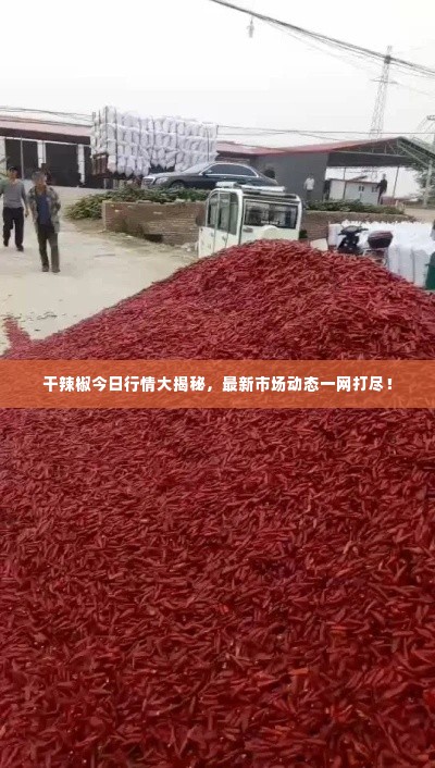 干辣椒今日行情大揭秘，最新市场动态一网打尽！