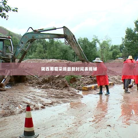 陇西葡萄采摘最新时间表揭秘