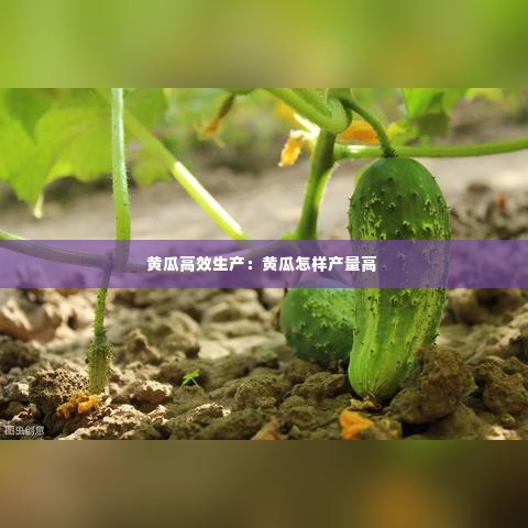 黄瓜高效生产:黄瓜怎样产量高