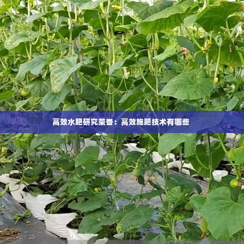 高效水肥研究荣誉:高效施肥技术有哪些