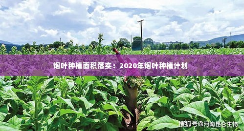 烟叶种植面积落实:2020年烟叶种植计划