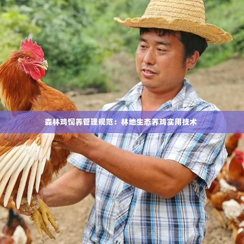 森林鸡饲养管理规范:林地生态养鸡实用技术