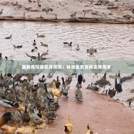 森林鸡饲养管理规范:林地生态养鸡实用技术