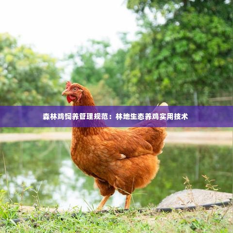 森林鸡饲养管理规范:林地生态养鸡实用技术