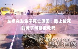 车祸突发兔子死亡原因：路上撞死的兔子司机敢吃吗 