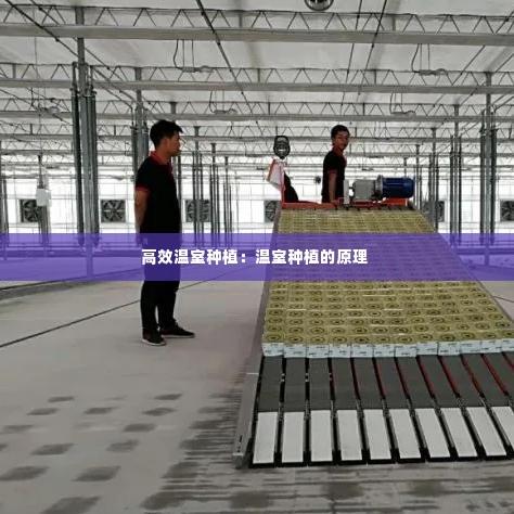 高效温室种植:温室种植的原理