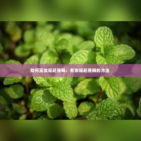 如何高效驱赶苍蝇：有效驱赶苍蝇的方法 