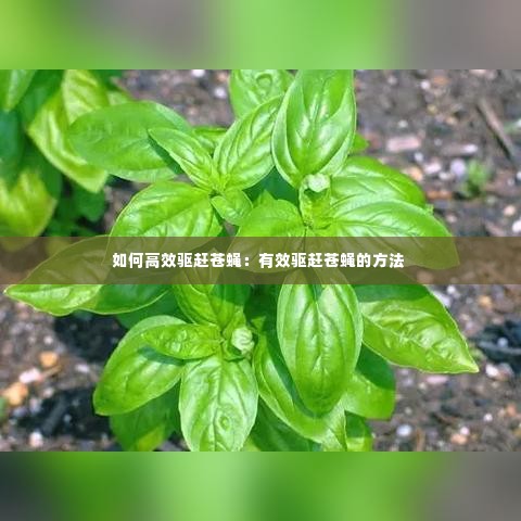 如何高效驱赶苍蝇:有效驱赶苍蝇的方法