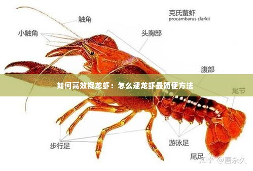 如何高效捉龙虾:怎么逮龙虾最简便方法