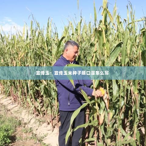 宣传玉:宣传玉米种子顺口溜怎么写