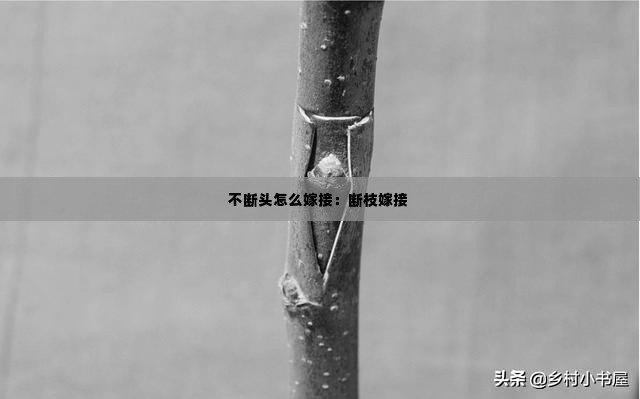 不断头怎么嫁接：断枝嫁接 