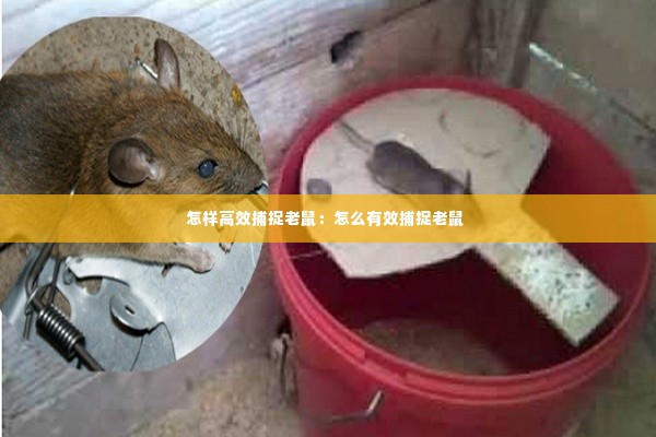 怎样高效捕捉老鼠:怎么有效捕捉老鼠