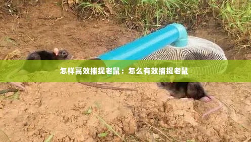 怎样高效捕捉老鼠:怎么有效捕捉老鼠