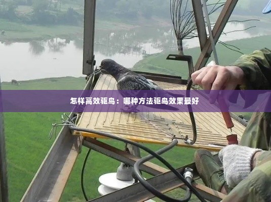 怎样高效驱鸟：哪种方法驱鸟效果最好 