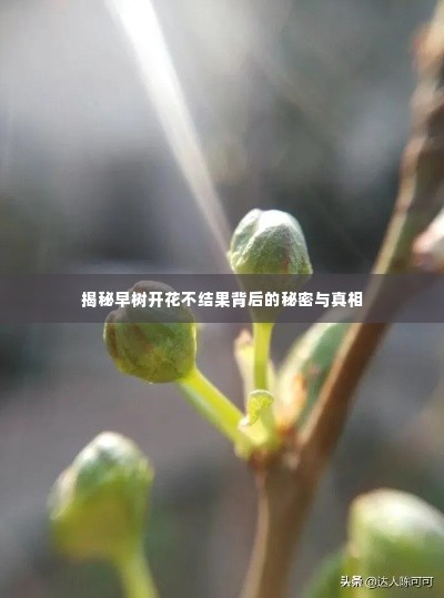 揭秘早树开花不结果背后的秘密与真相