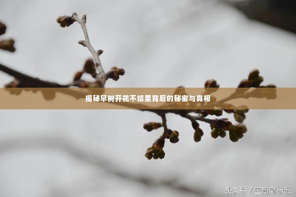 揭秘早树开花不结果背后的秘密与真相