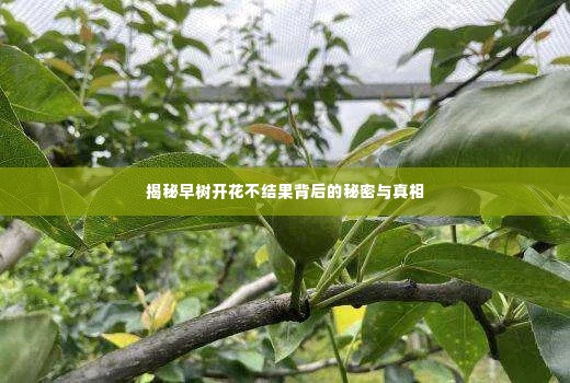 揭秘早树开花不结果背后的秘密与真相