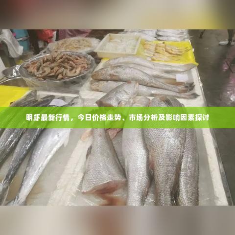 明虾最新行情,今日价格走势、市场分析及影响因素探讨