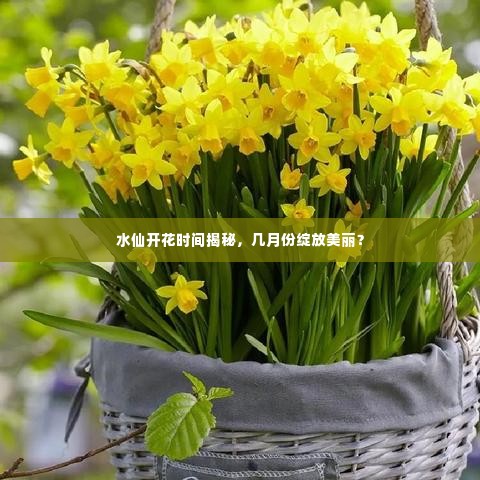 水仙开花时间揭秘，几月份绽放美丽？