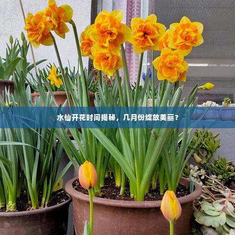 水仙开花时间揭秘,几月份绽放美丽?