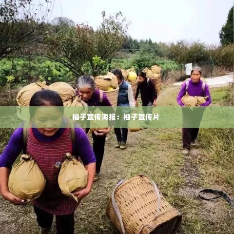 柚子宣传海报:柚子宣传片