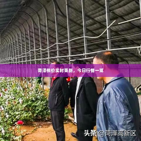 菏泽桃价实时更新,今日行情一览